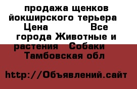 продажа щенков йокширского терьера › Цена ­ 25 000 - Все города Животные и растения » Собаки   . Тамбовская обл.